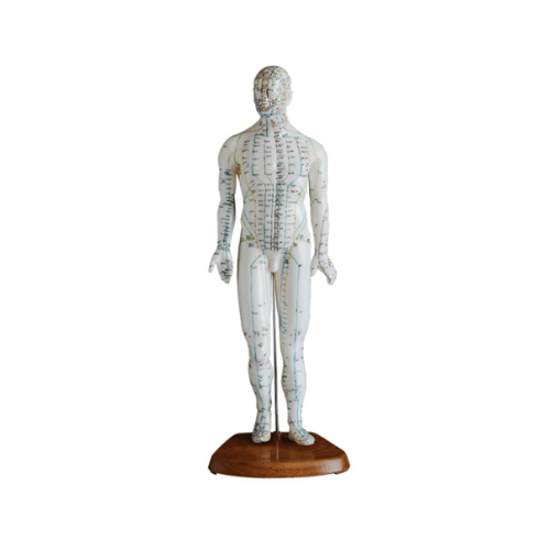 Male Full-Body Acupuncture Model