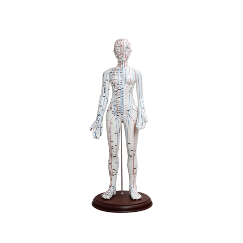 Female Full-Body Acupuncture Model