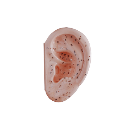 Ear Acupuncture Model