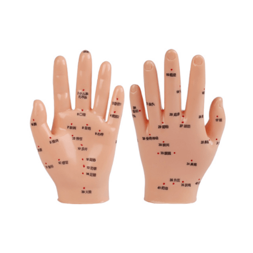Hand Acupuncture Model