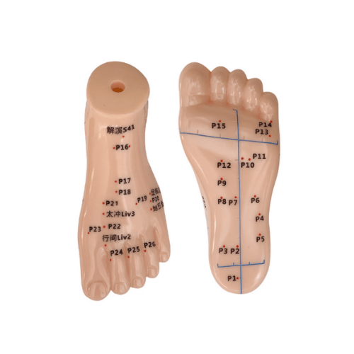 Foot Acupuncture Model