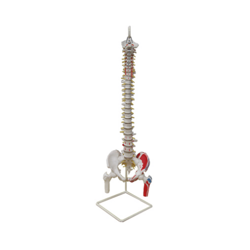 Spinal Column Model with Pelvis