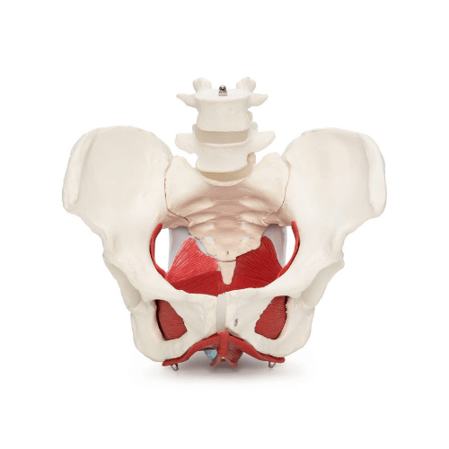 Pelvis Model