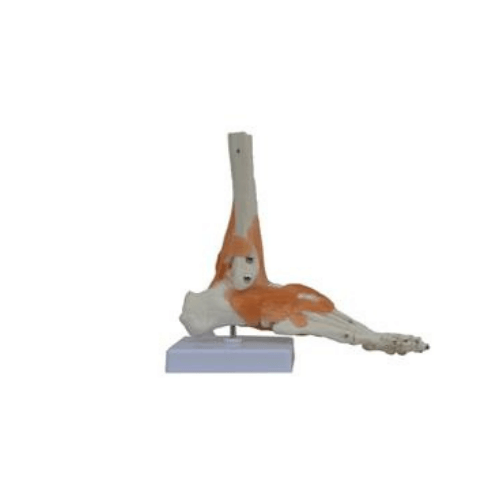 Foot Ligament Model