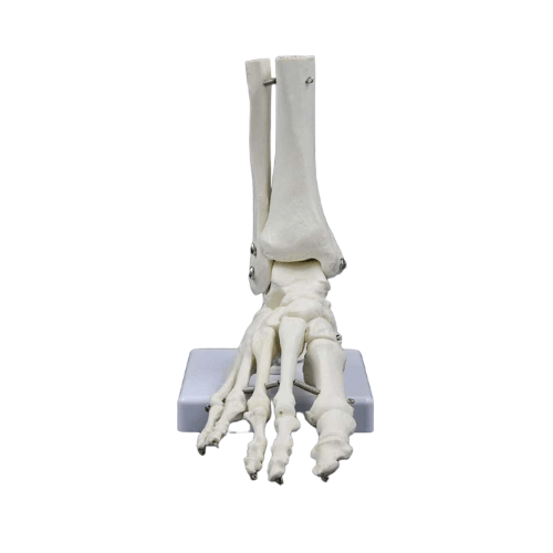 Foot Anatomy Model