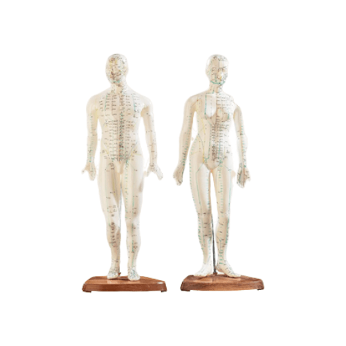 Anatomy & Acupuncture Models